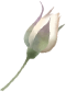 装飾