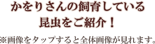かをりさんの飼育している昆虫をご紹介！
